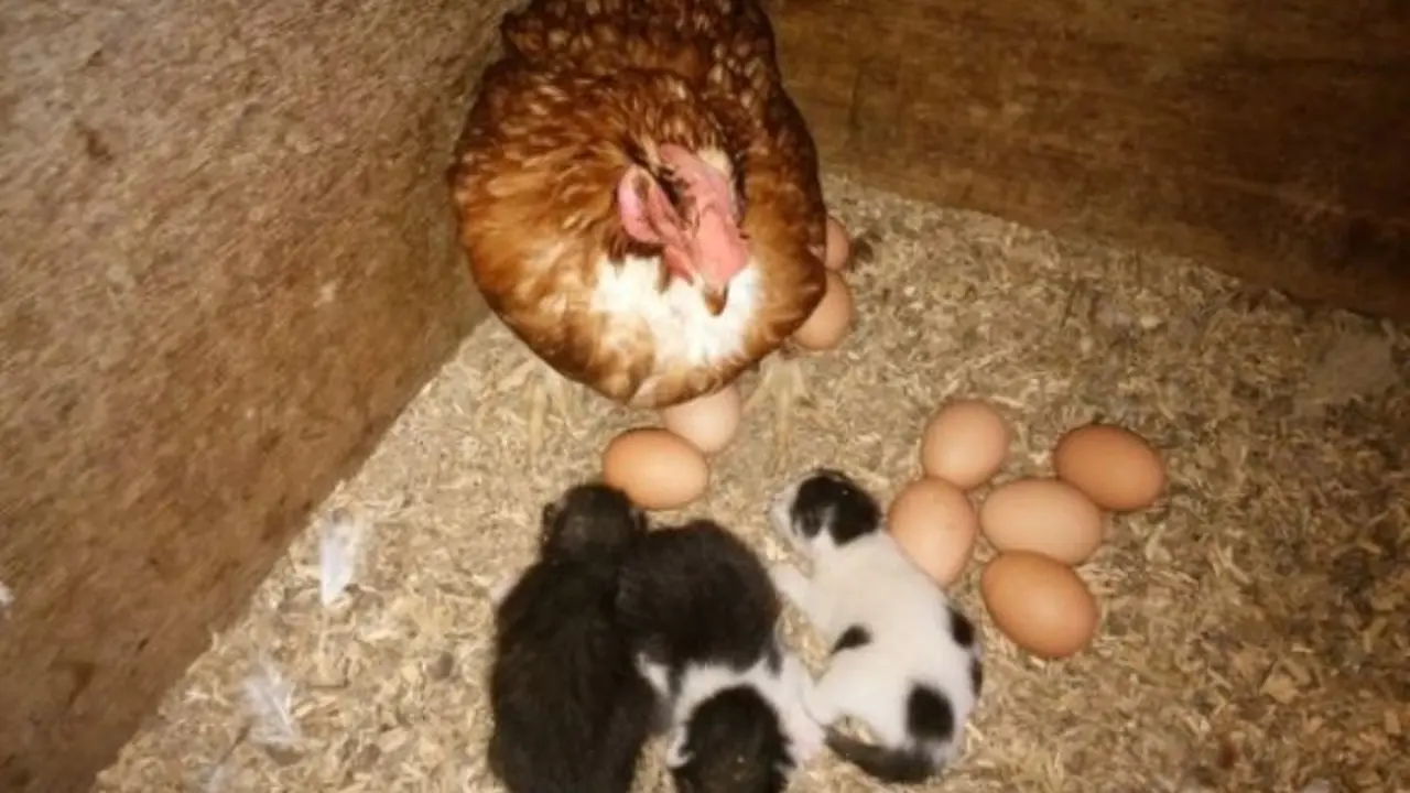 Ajaib, Anak Kucing Ini Dibesarkan Oleh Ayam