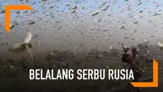 Warga dikejutkan dengan munculnya segerombolan belalang yang menyerbu kota di Rusia.