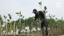 Warga menanam mangrove pada kawasan Eco Marine mangrove Muara Angke, Jakarta Rabu (26/7/2023). (merdeka.com/imam buhori)