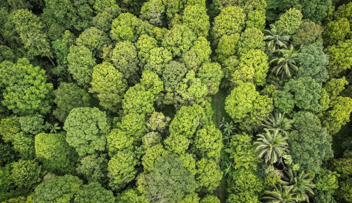 Perubahan iklim mengancam perkebunan cengkih karena terdampak cuaca yang tidak menentu yang memengaruhi fluktuasi dan kualitas hasil. (Bagus Saragih/AFP)