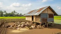 Cara Mengelola Kotoran Bebek agar Tidak Bau, Bisa Jadi Pupuk