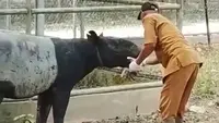 Detik-Detik Evakuasi Tapir Betina Terjebak di Parit Kebun Sawit