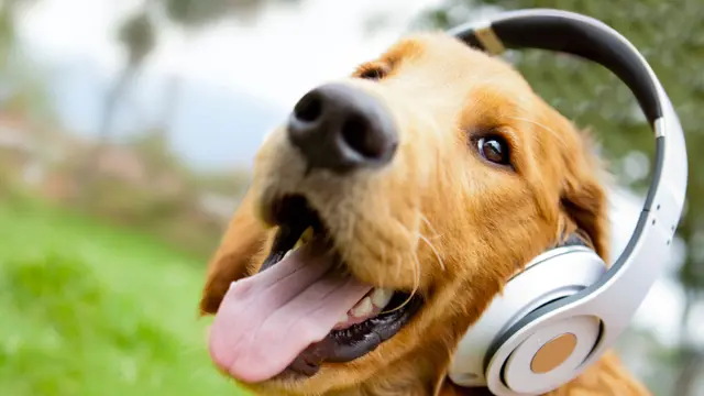 Bukti Kalau Anjing Memang Hewan yang Luar Biasa