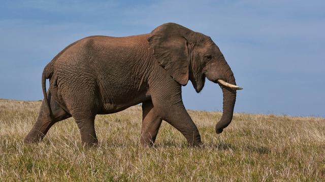 Elephant
