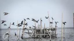 Burung Pecuk Padi Kecil berterbangan di perairan Muara Angke, Penjaringan, Jakarta Utara, Selasa (3/1). Burung Pecuk Padi Kecil menyebar luas di pesisir dan laut, dari wilayah India di barat hingga ke Jawa di sebelah timur. (Liputan6.com/Faizal Fanani) 