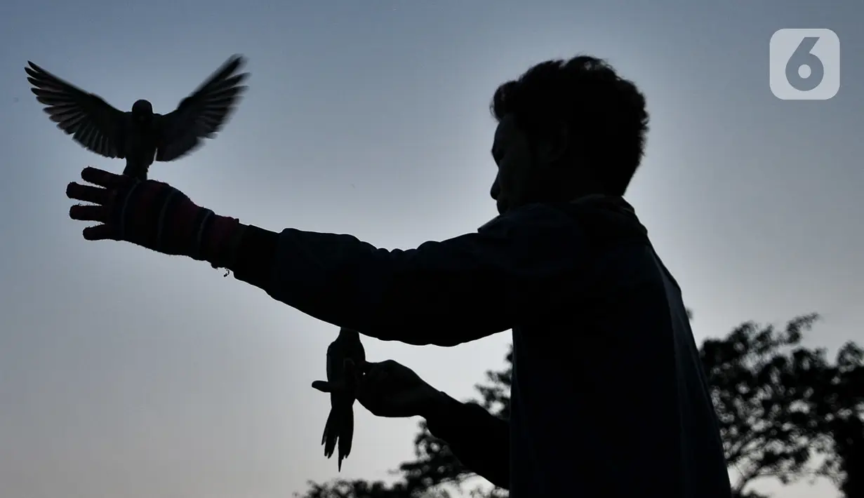 Toni saat melatih burung free fly di Jakarta, Minggu (26/7/2020). Berbeda dengan burung kicau, free fly merupakan hobi memelihara burung kecil tidak dalam sangkar alias dapat terbang bebas namun tidak akan kabur meninggalkan tuannya. (merdeka.com/Iqbal Nugroho)