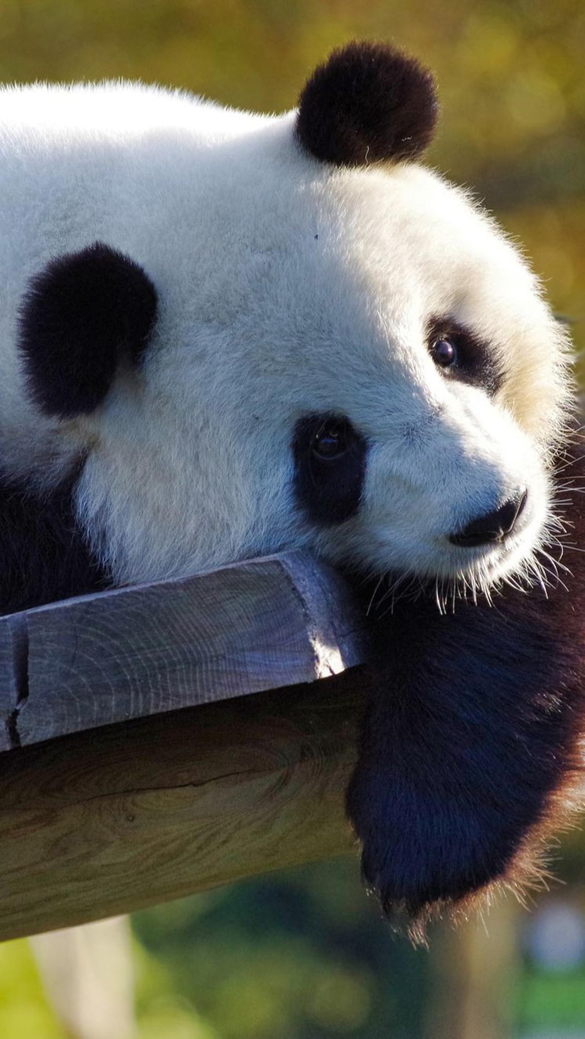 Dalam kasus panda ini, bakteri usus membantu menambah berat badan mereka menjelang masa-masa sulit dalam setahun.
