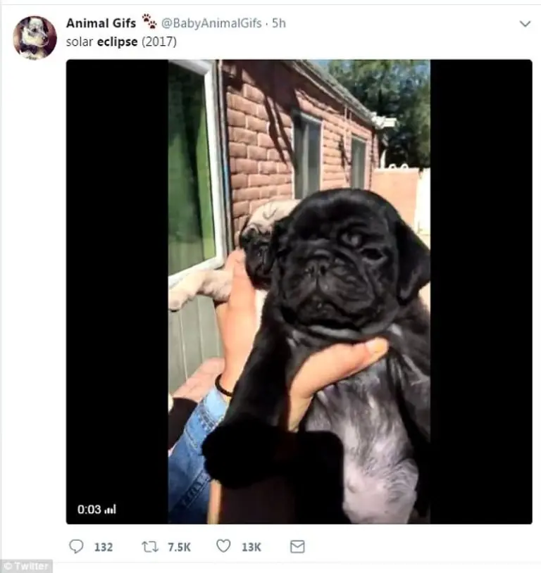 Meme anjing untuk menggambarkan fenomena gerhana matahari total di AS. (@babyanimalgifs)