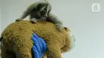 Kondisi Meli, bayi kukang Jawa  yang sedang menjalani pemeriksaan dan perawatan di Pusat Rehabilitasi International Animal Rescue (IAR) Indonesia, Bogor, 23 Januari 2020. Bayi kukang itu diselamatkan warga usai terjatuh dari pohon dan diserahkan ke BKSDA Cirebon. (merdeka.com/Imam Buhori)