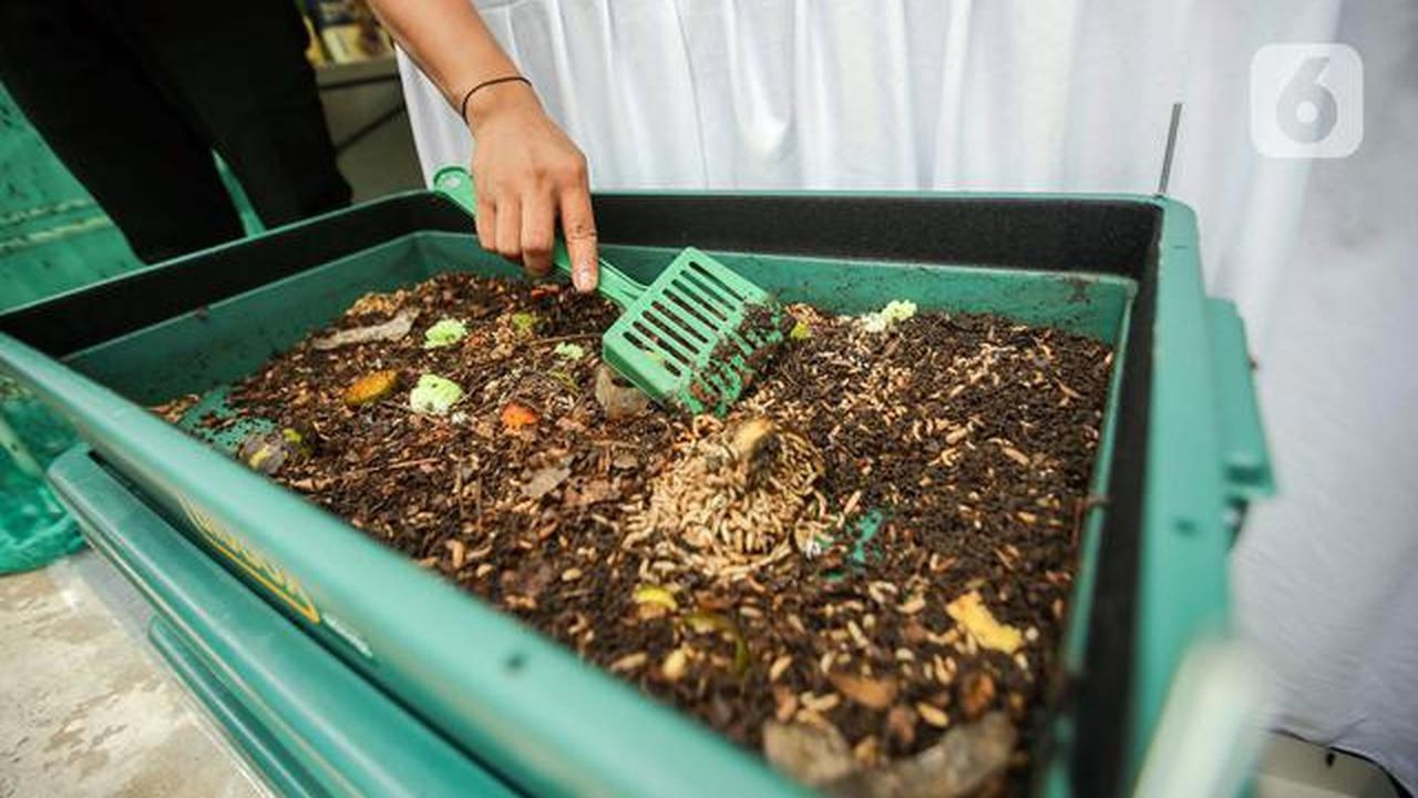 Budidaya Maggot untuk Urai Sampah Organik