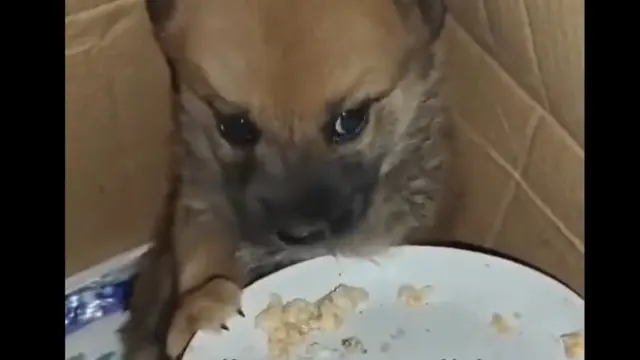 Anak Anjing di Palestina Ketakutan hingga Tak Mau Makan Pasca Serangan Israel (Foto: tangkapan layar Times of Gaza)