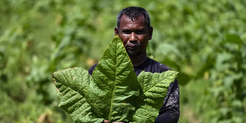 Aktivitas Petani Tembakau di Aceh