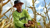 Seorang petani di Desa Done, Kecamatan Magepanda, Kabupaten Sikka, Nusa Tenggara Timur (NTT), terpaksa memanen paksa jagung miliknya. (Liputan6.com/Dionisius Wilibardus)