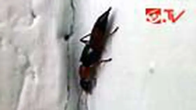 Tomcat Menyerang Bima, Sejumlah Anak Tersengat