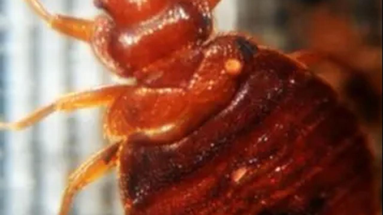 Kota Paris Darurat Kutu Busuk, Menyebar  di Berbagai Tempat Publik dari Bioskop Sampai Bandara