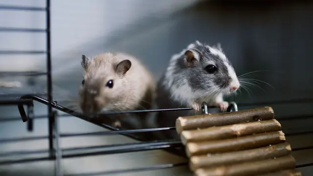 hamster
