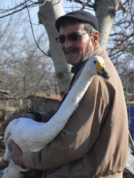 Recep Mirzan (63) duduk bersama Garip, seekor angsa betina yang diselamatkan 37 tahun lalu, di rumah pertaniannya di luar Karaagac, di provinsi Edirne, Turki, 6 Februari 2021. Saat itu Mirzan tak sengaja melihat angsa dengan sayap patah dan memutuskan membawanya pulang. (AP Photo/Ergin Yildiz)