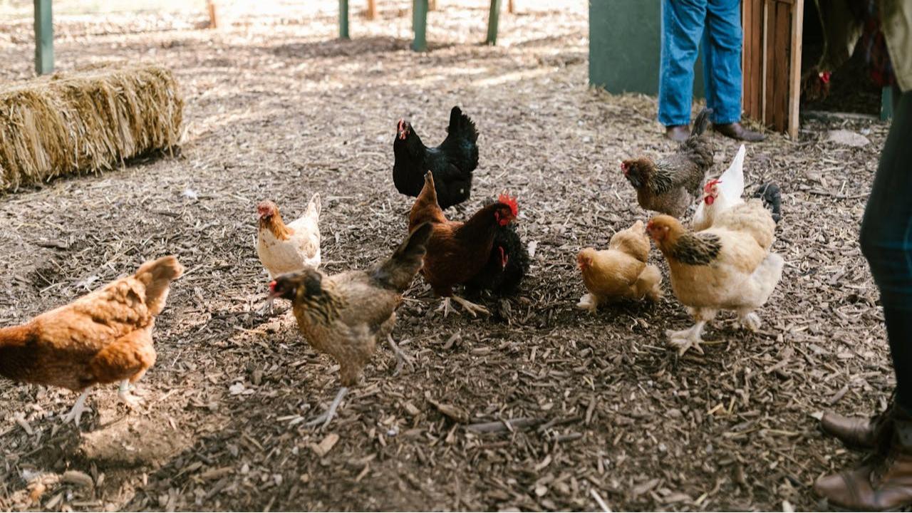 Cara Mengusir Ayam