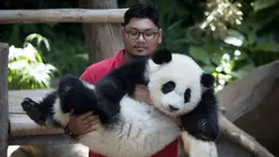 Staf kebun binatang membawa seekor panda betina (tanpa nama) yang lahir di kebun binatang Malaysia tahun lalu pada hari ulang tahun pertamanya di Kebun Binatang Nasional di Kuala Lumpur, Malaysia (14/1). (AP Photo/Vincent Thian)