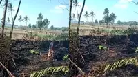 Petani Lansia Tewas Terjebak Kobaran Api Saat Bakar Lahan