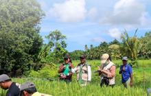 BBRMP Maluku dan Petani Bersinergi Kawal Mutu Benih Padi di SBB