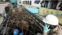 Petugas melakukan bongkar muat ratusan sapi kedalam truk yang baru saja tiba di Pelabuhan Tanjung Priok, Jakarta, Selasa (9/2). Sebanyak 500 ekor sapi asal NTT diangkut dengan kapal khusus ternak Camara Nusantara I. (Liputan6.com/Faizal Fanani)