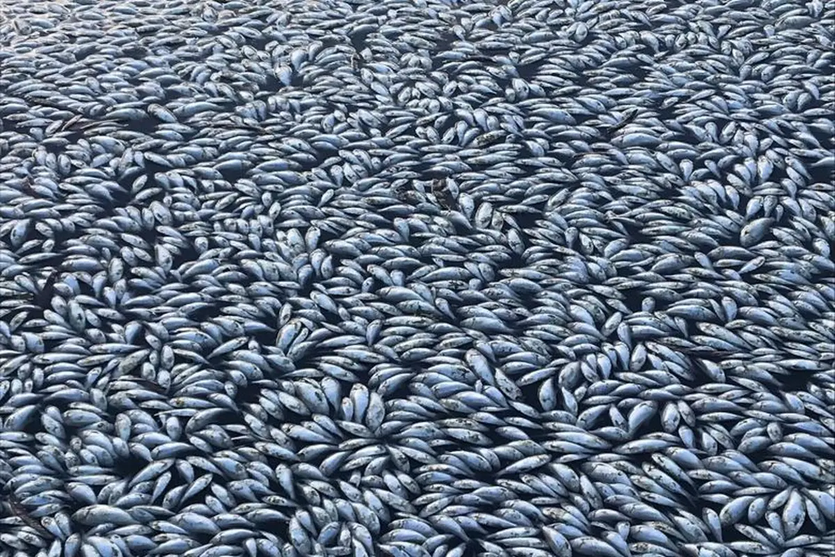Ilustrasi lautan ikan yang mati di Australia (AFP Photo)