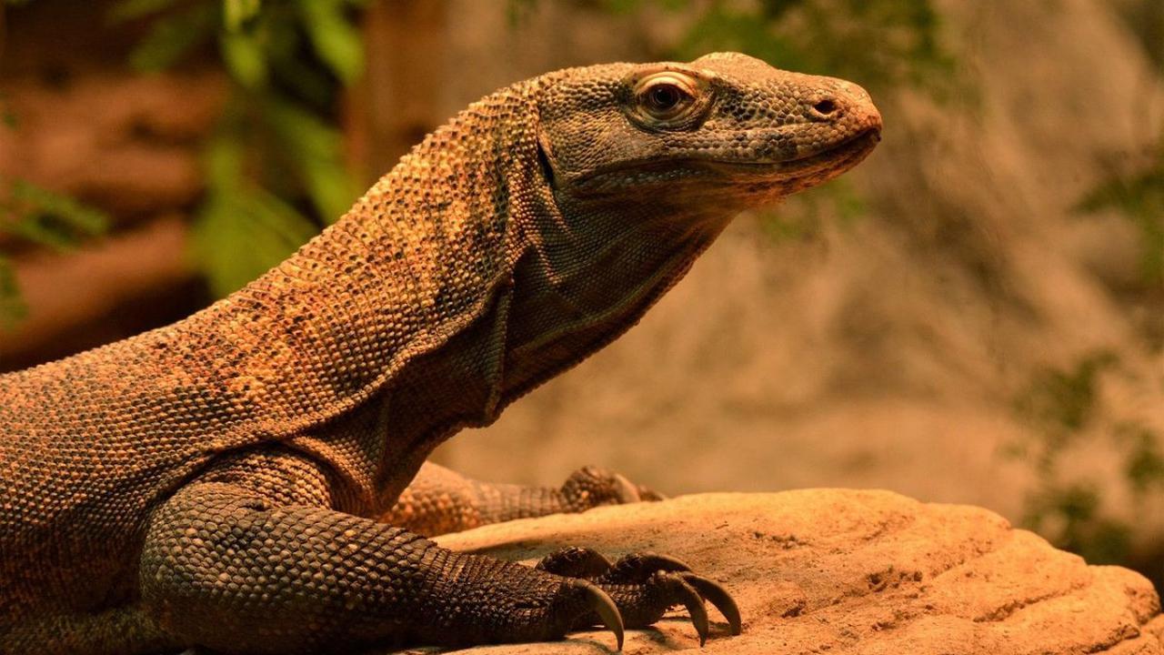 Keluarga Romansyah, mengapresiasi kesigapan Tim SAR Gabungan dalam mengevakuasi seorang warga Desa Komodo, Kabupaten Manggarai Barat.<br>