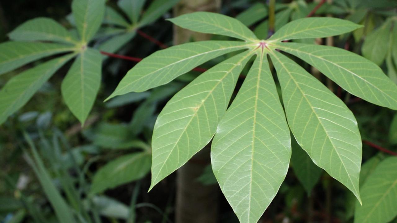 Daun Singkong: Si Hijau Kecil dengan Segudang Manfaat