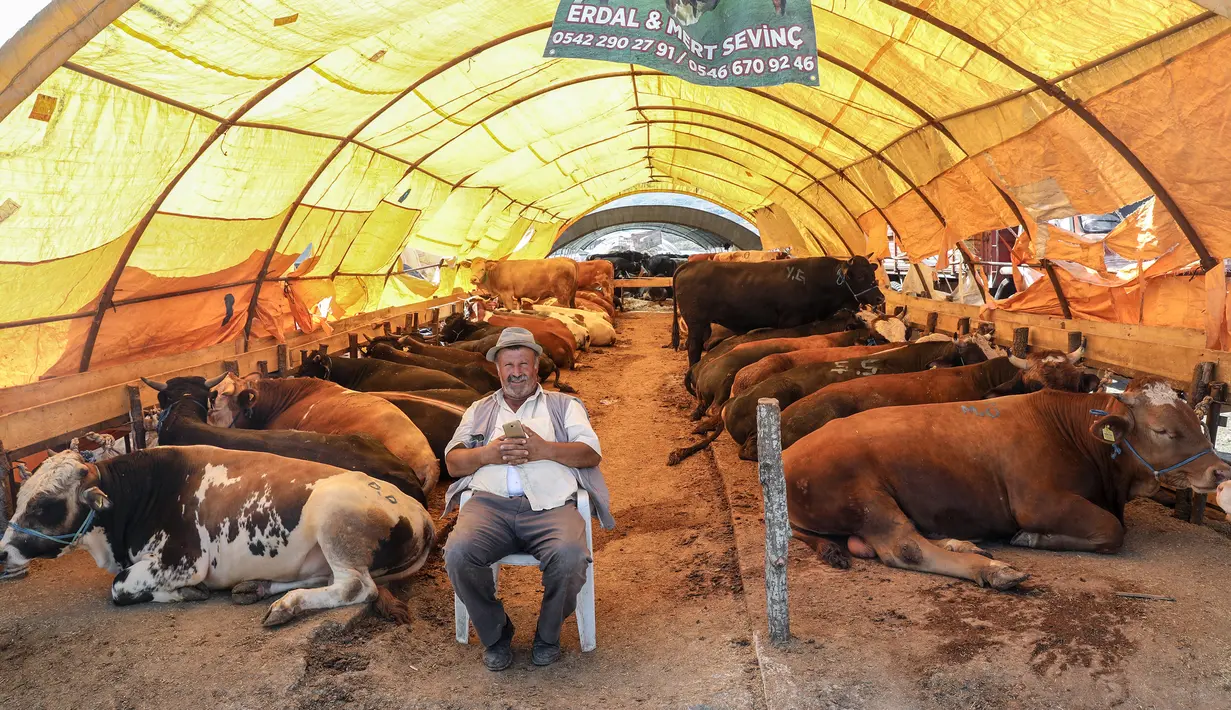 Seorang pria menunggu pembeli hewan kurban di pasar darurat yang didirikan oleh Kotamadya Yenimahalle menjelang hari raya Idul Adha di lingkungan Yakacik, Ankara, Turki, Senin (12/7/2021). Hari suci umat Muslim, Idul Adha dilaksanakan dengan menyembelih hewan kurban. (Adem ALTAN / AFP)