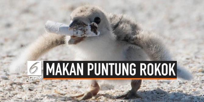 VIDEO: Potret Anak Burung Makan Sampah Puntung Rokok