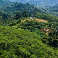 Hutan di Gunungkidul Jadi Sumber Pangan dan Penggerak Ekonomi Desa
