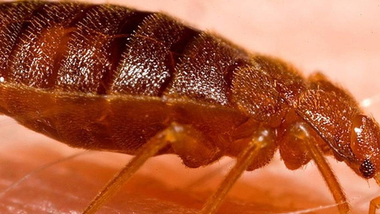 Sering Tak Disadari, 10 Jenis Serangga Ini Bisa Hidup di Tubuh Kita