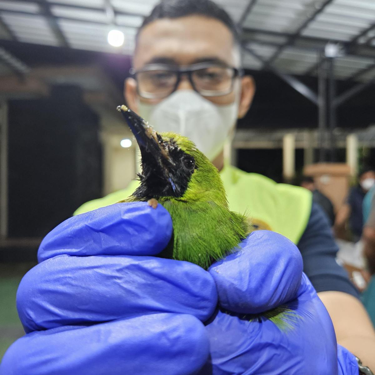 Polisi gagalkan penyelundupan burung dilindungi