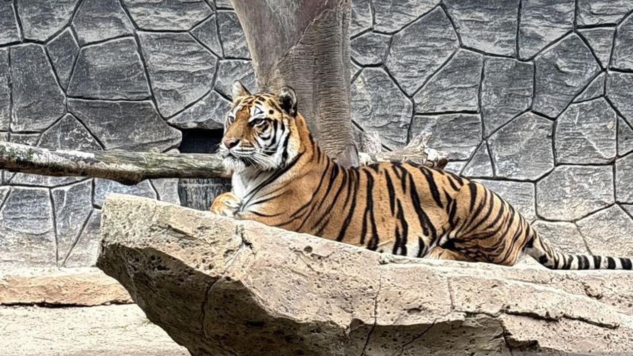 DPRD Jabar Soroti Tata Kelola Bandung Zoo Usai Kematian Dua Harimau Benggala