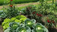 8 Jenis Tanaman Sayur yang Cocok Ditanam di Rumah Dekat Persawahan, Mudah Tumbuh dan Produktif