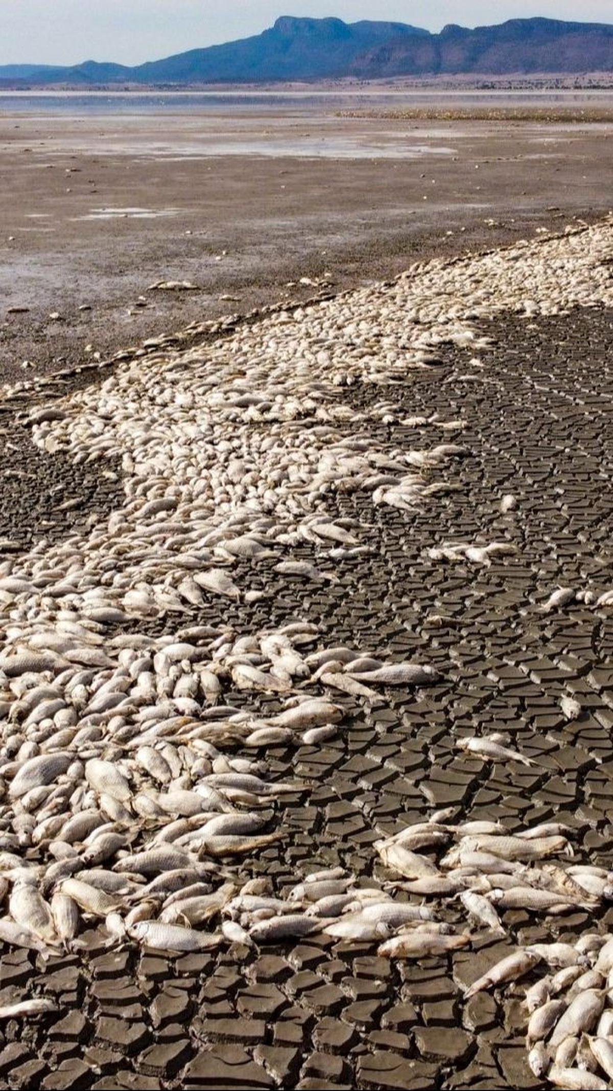 Kondisi tersebut menyebabkan Laguna Bustilos surut secara drastis. Ribuan ikan di danau tersebut ditemukan mati.&nbsp;Foto: Alex Arzaga/AFP