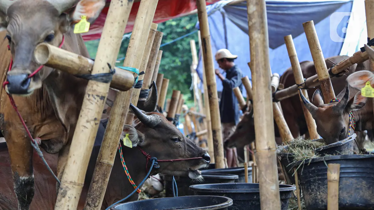 Pedagang Hewan Kurban Ramaikan Jakarta