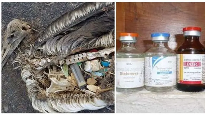 Foto : copyright listverse.com