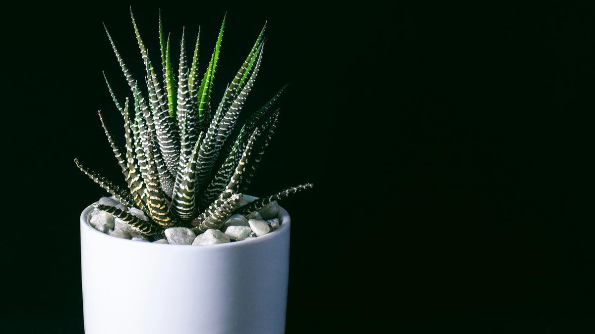 Haworthia
