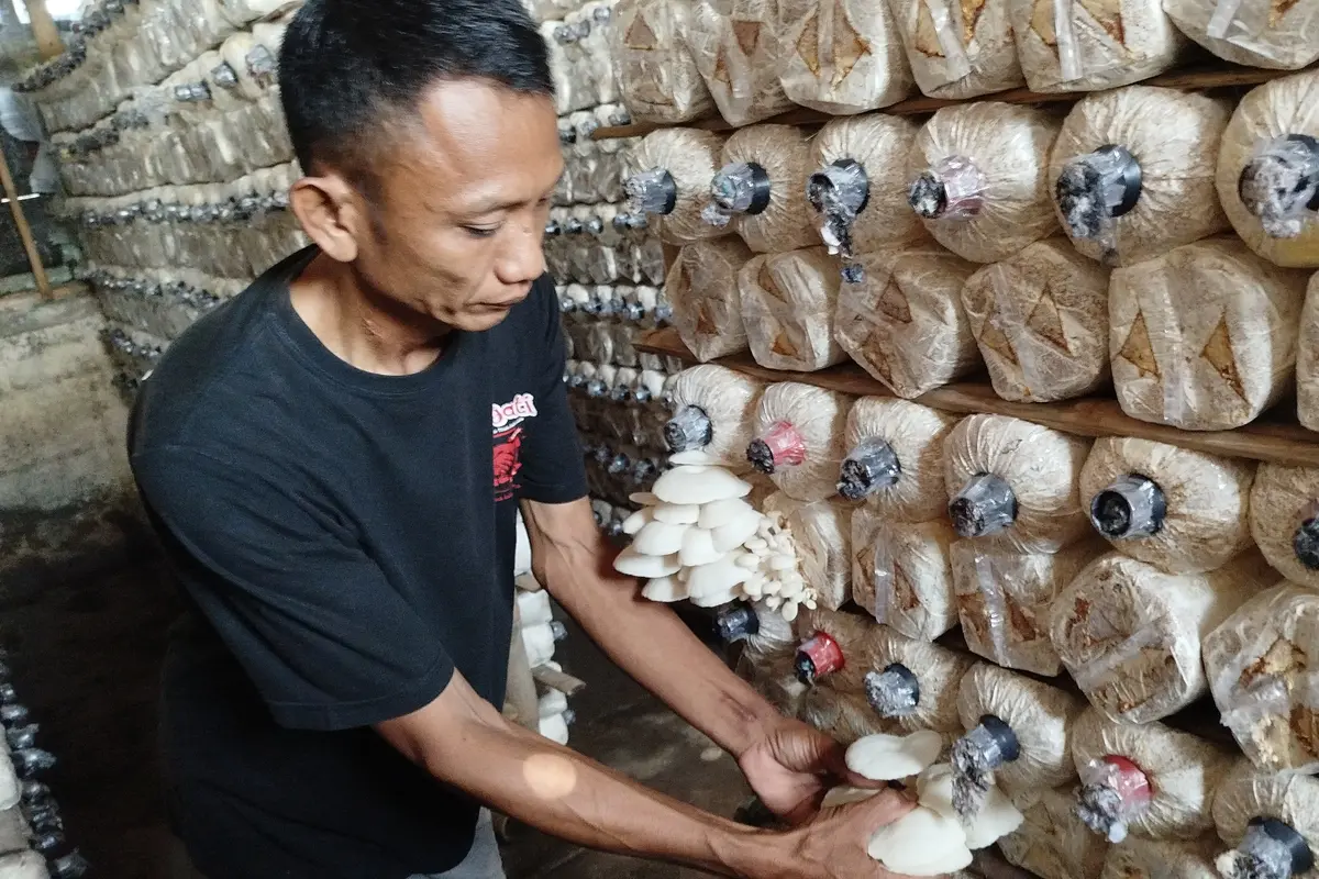 Budidaya Jamur Tiram di Mr. Mushroom Klaten