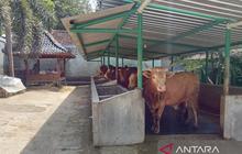 Ketersediaan Hewan Kurban DIY: Gunung Kidul dan Kulon Progo Jadi Penyangga Utama