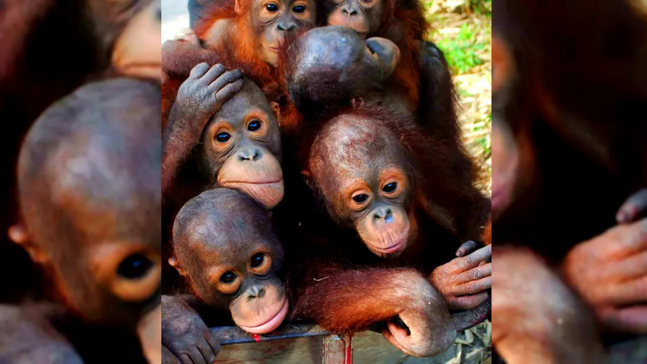 Serunya, Bayi Orangutan Beramai-ramai ke Sekolah
