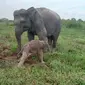 Seekor bayi gajah yang baru lahir di Taman Nasional Way Kambas, Lampung.  Foto (Dokumen TNWK).