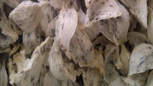 (c) http://sarangwalet.net/