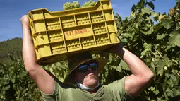 Seorang pemetik anggur bekerja selama panen tahun 2020 di kebun anggur kilang anggur Godeval di O Barco de Valdeorras, Spanyol (26/8/2020). (AFP Photo/Miguel Riopa)