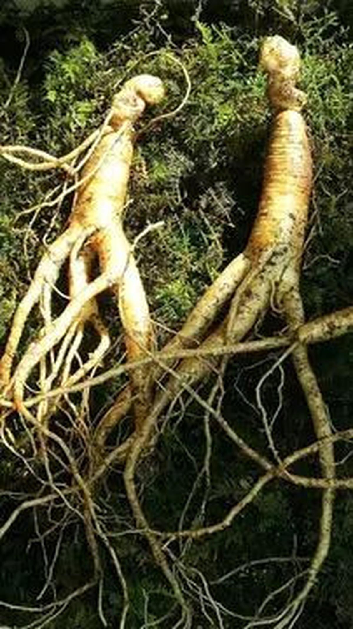 Manfaat Daun Ginseng Bagi Tubuh