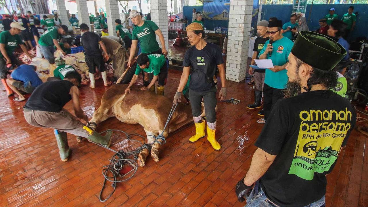FOTO: Daging Sapi Kurban Prabowo dan Gibran di  Mesjid Istiqlal Akan Dimasak dan  Dibagikan Kepada Anak-Anak Yatim