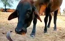 Langka! Ular Ganas Bersahabat dengan Sapi, Begini Momen Keakrabannya