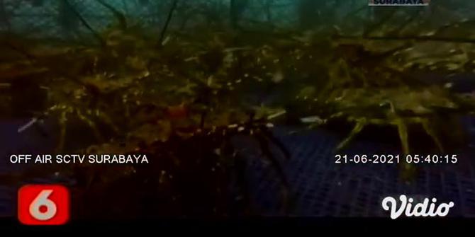 VIDEO: Melihat Lebih Dekat Budi Daya Lobster Keramba Dasar Laut di Grand Watu Dodol